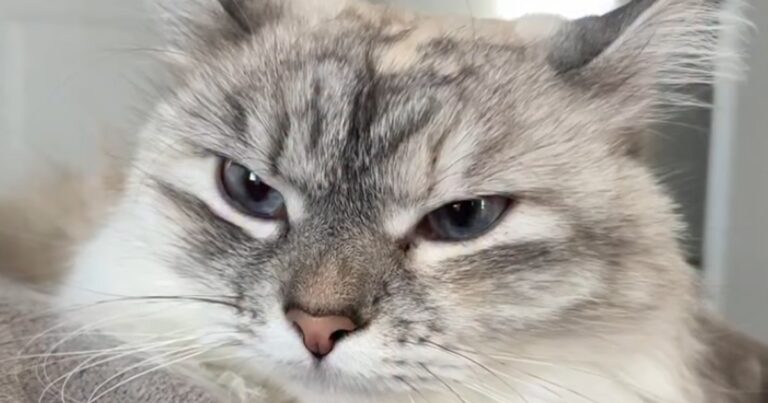 Owner Shares List of Things That Annoy Their Cat & It’s Too Dramatic