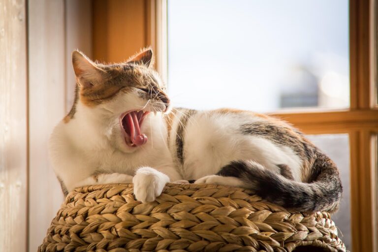 10 House Rules Your Cat Never Explained