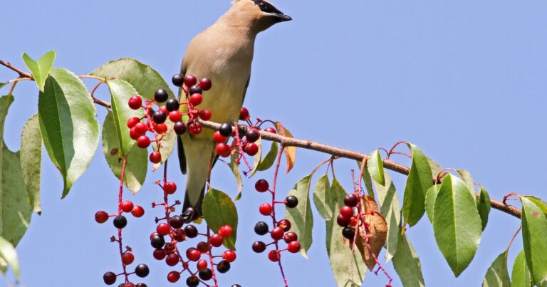 Superstar Native Plants for Vermont