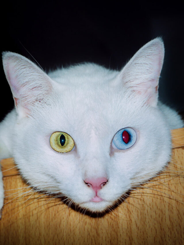 10 Eerie Signs Your Cat Believes It Has Special Powers
