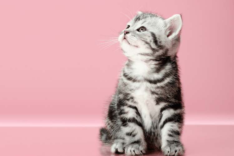 10 Everyday Things That Annoy Cats More Than You Realise