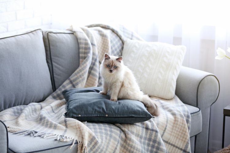 10 Easy Fixes for a Happier Indoor Cat