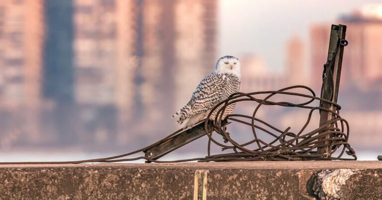 An Unexpected Baby Boom Is Bringing Snowy Owls South This Winter