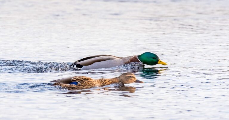 Watch For These Early-Bird Mating Displays This Winter