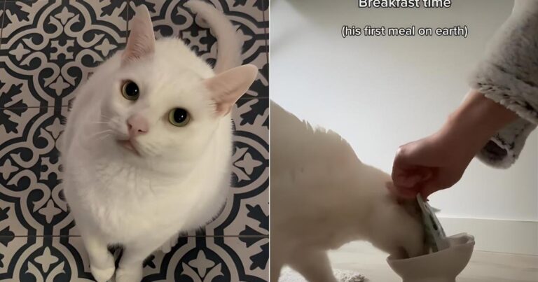 Video: Owner Documents a Day With Cat Who Loves To Flip