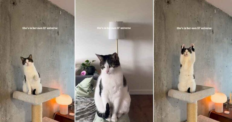 Video: Cat’s Special Way of Answering a Greeting Is Pure Joy