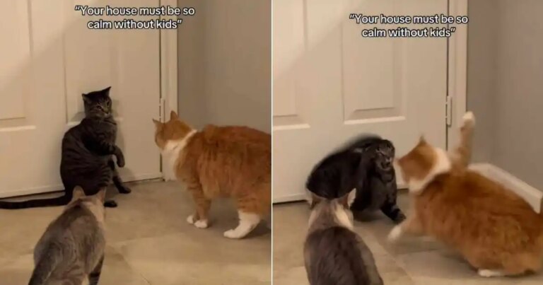Cats Get Into a Fight While a Third One Watches in a Hilarious Video