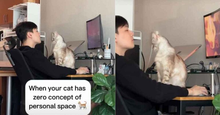 Video: Cat Blocks Dad’s Work Station in Adorable Video