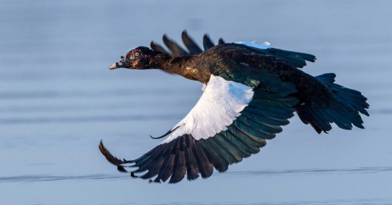 What’s the Difference Between Wild and Domestic Muscovy Ducks?