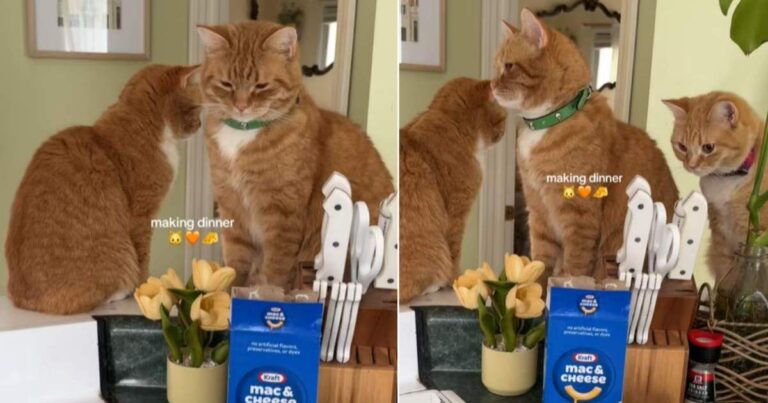 3 Cats Supervise as Owner Makes Dinner in Adorable Video