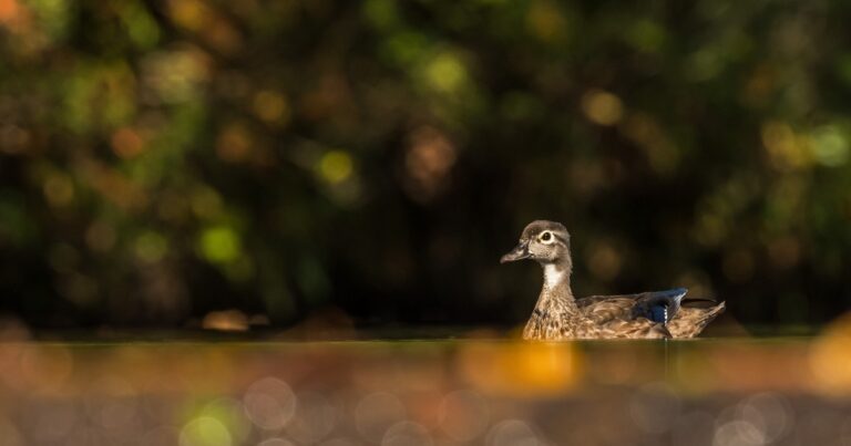 Audubon and Coalition Announce Conservation Plan for Currituck Marshes
