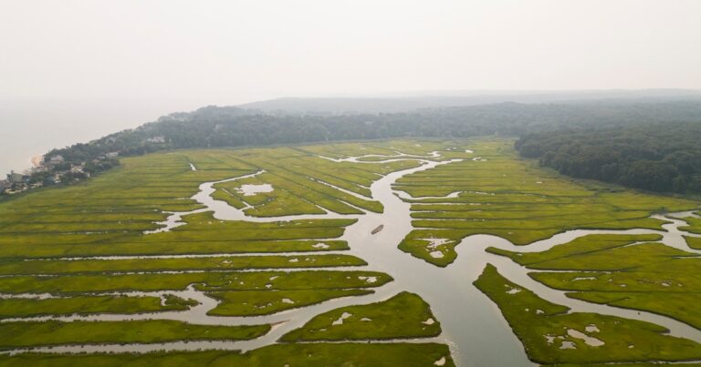 This marsh is home to a crab superhighway