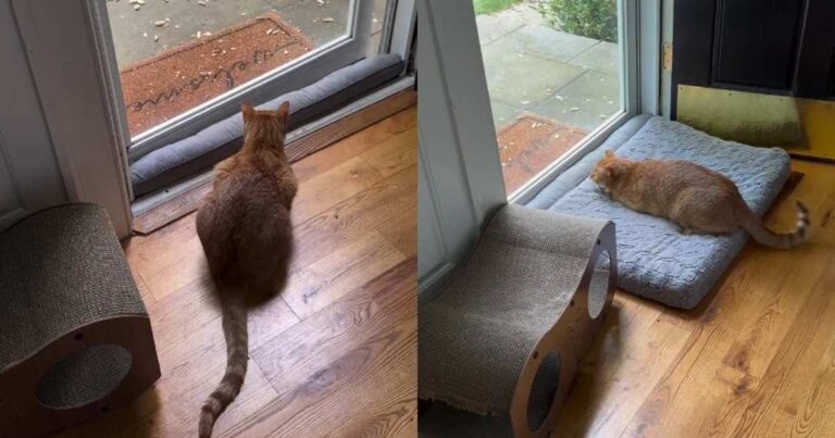 Video of Cat Preparing to Watch Squirrels Eat Ends Unexpectedly
