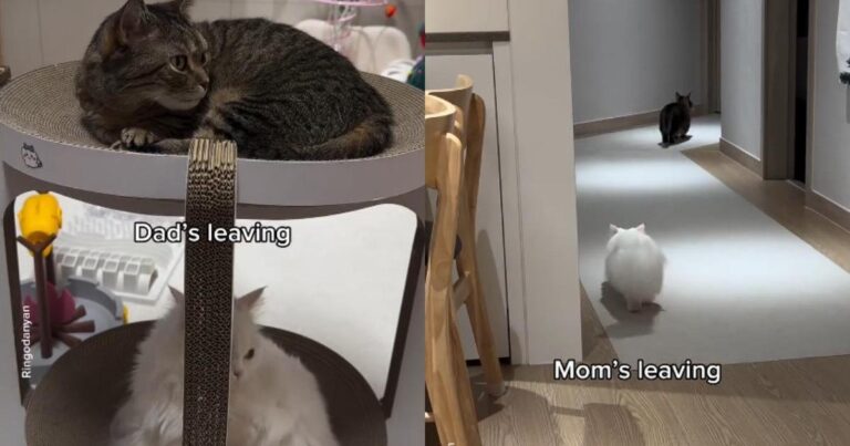 Video: Cats React Very Differently When Mom Leaves vs. When Dad Does