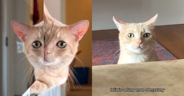 Video: Ginger Cat Is a ‘Furry Man of Mystery & Contradictions’