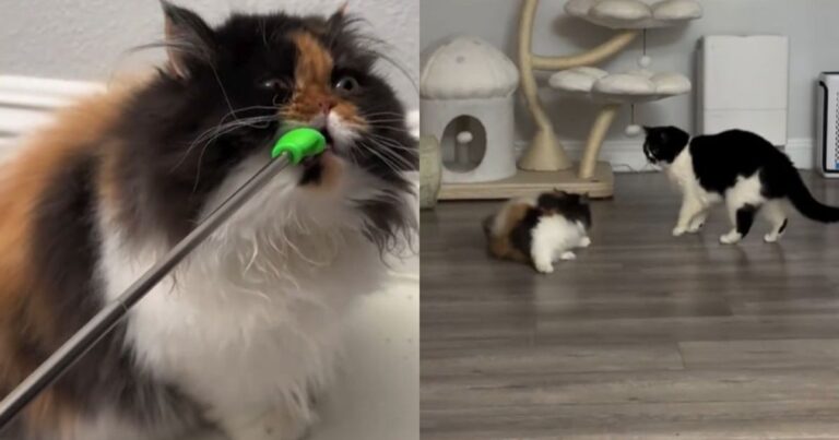 Cat Is Always on Her Absolute ‘Worst’ Behavior in Hilarious Video