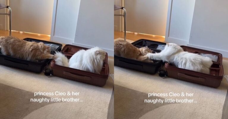 Cat Siblings Can’t Go a Moment Without Getting on Each Other’s Nerves