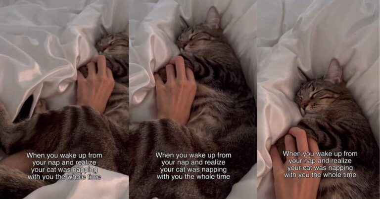 Video: Owner Wakes up to Cat Adorably Napping With Her