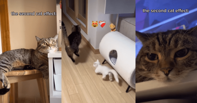 Video: Owner Shows How Cat Changed After New Sibling’s Arrival