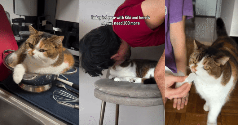 Owners Celebrate One Year With Cat in Adorable Video