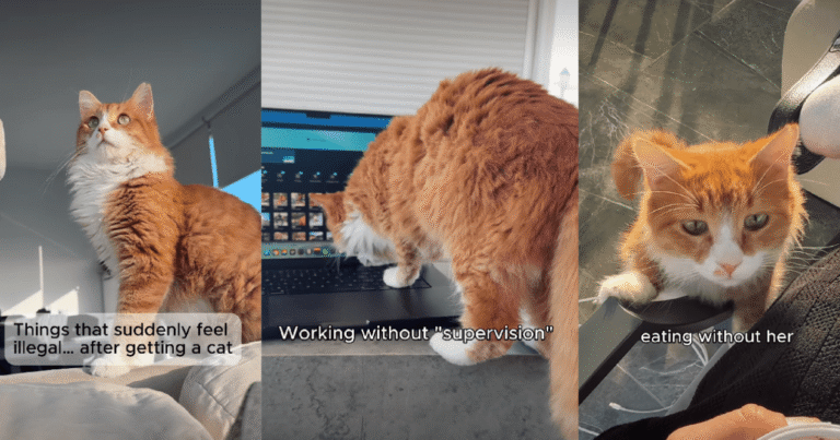 Video: Owner Lists ‘Things That Feel Illegal’ After Getting a Cat
