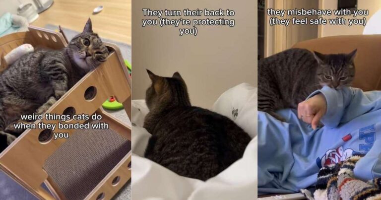 Video Shows ‘Weird Things’ Cat Did After Bonding With Owner