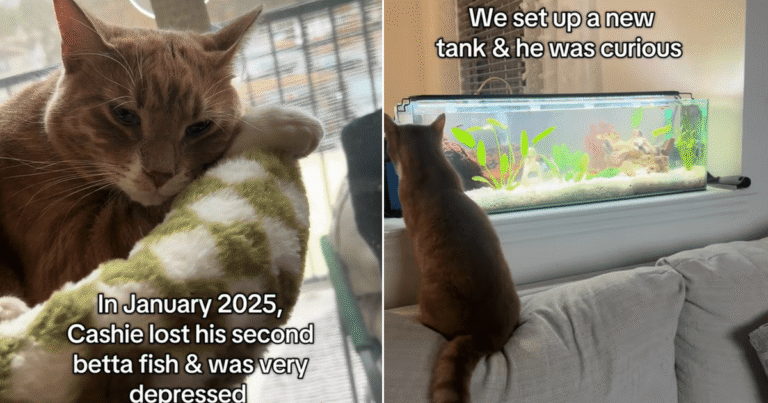‘Depressed’ Cat Loses Second Fish & Owners Get Him a Fish Tank