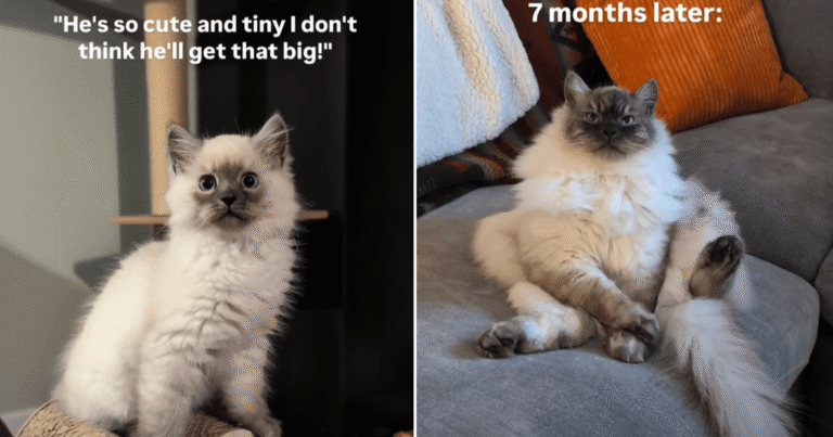 Video: Kitten’s Growth in Less Than a Year Astonishes Owner