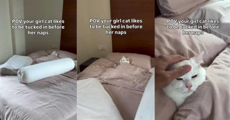 Video: Cat Likes To Be Tucked in Before Nap Time