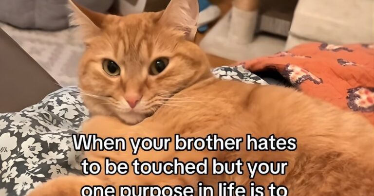 Video: Cat Hates Being Touched, So Sibling Cat Touches Him Anyway