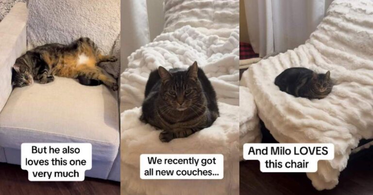 Video: This Cat Doesn’t Approve of Anyone Sitting in His Chair