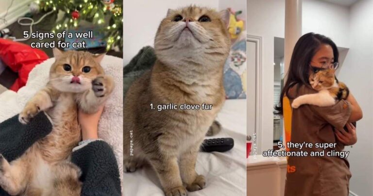 Video Shows How a ‘Well-Cared-For’ Cat Looks