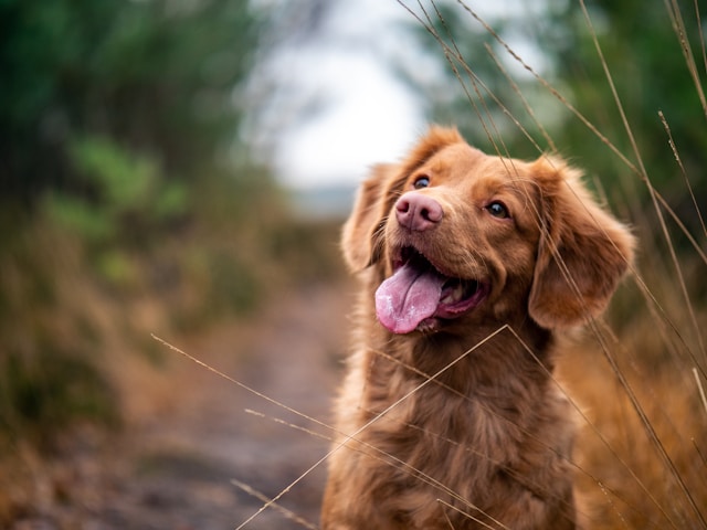 These 10 Signs Prove Your Dog Is Happier Than You Think