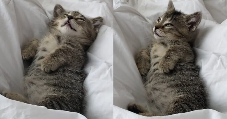 Video of This Kitten Dreaming in Bed Will Make Your Day