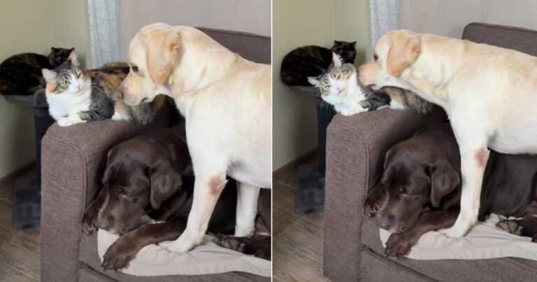 Video: Cat Reacts to Labrador’s Repeated Booping