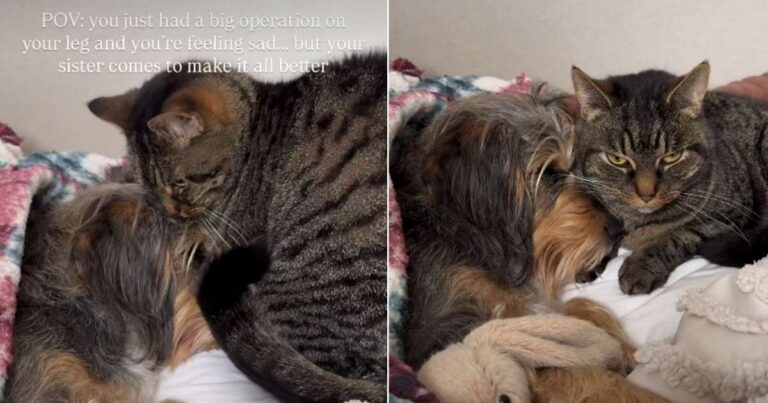 Video: Cat Comforts Dog Who Just Had a Big Surgery