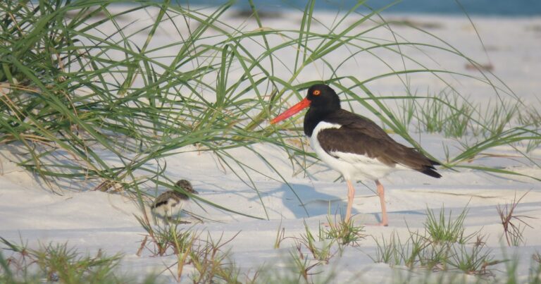 Audubon Staff Getting Ready for Beach-Bird Nesting Season