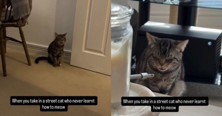 Video: Street Cat Who Never Learned to Meow Is Now Finding His Voice