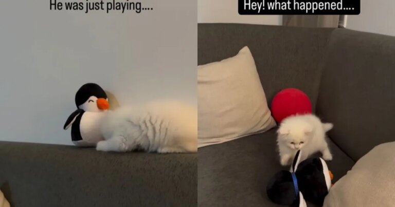 Video: Cat’s Bond With His Soft Toy Is Too Precious