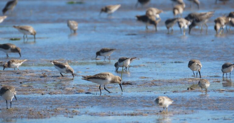 Tidal Mudflats: More than Meets the Eye