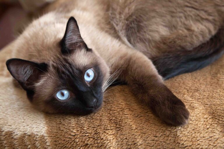 Think You Know Siamese Cats? These Facts Might Surprise You