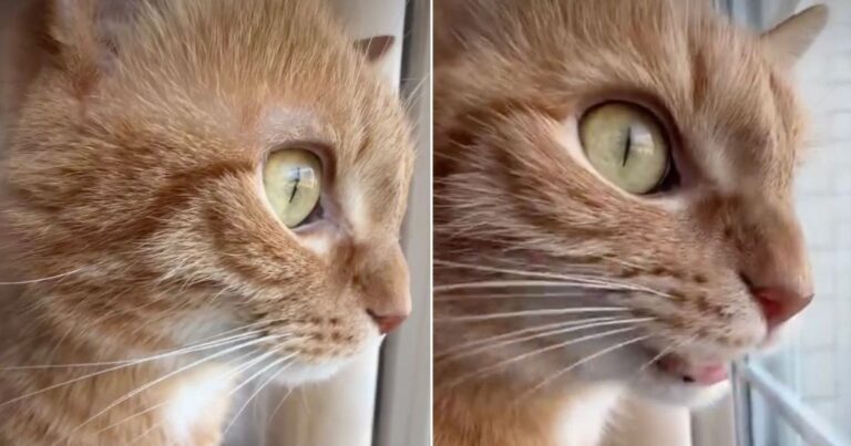 Video: Cat Takes Bird-Watching Very Seriously