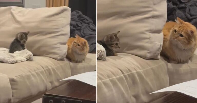 Video: Cat Possibly Startled to Meet Her New Niece