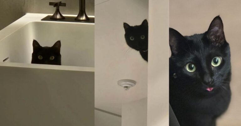 BTS Member Suga’s Cat Goes Viral for Peeking