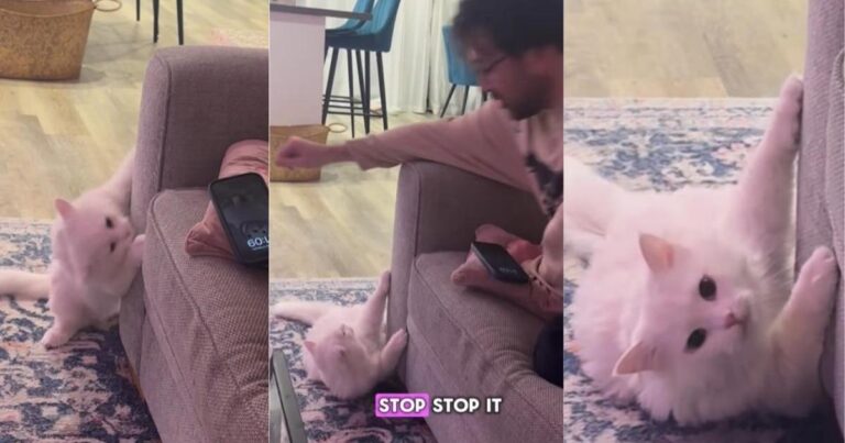 Cat Reacts to Being Asked Not to Scratch the Sofa