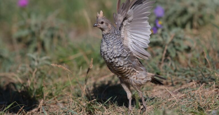 Herds for Birds – Creating Pathways to Engage.