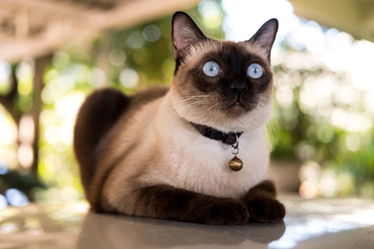 Think All Siamese Cats Look the Same? These Types Say Otherwise