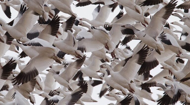 Winter is the Season to Find Massive Flocks of Waterfowl—Here’s How | Living Bird
