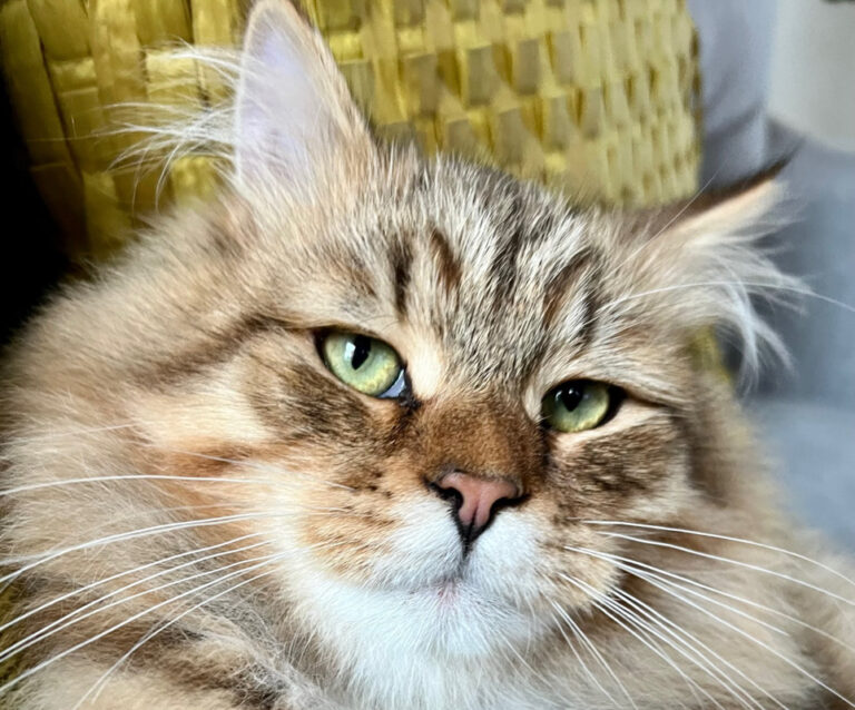 Thinking of a Siberian Cat? Here’s the Personality No One Warns You About