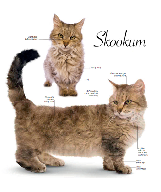 Meet the Skookum: The Curly-Coated Cat You Rarely See